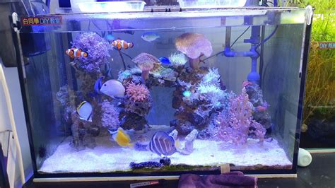 2尺缸可以養幾隻金魚|2尺缸適合養什麼魚？選擇合適魚種，打造健康水族環境